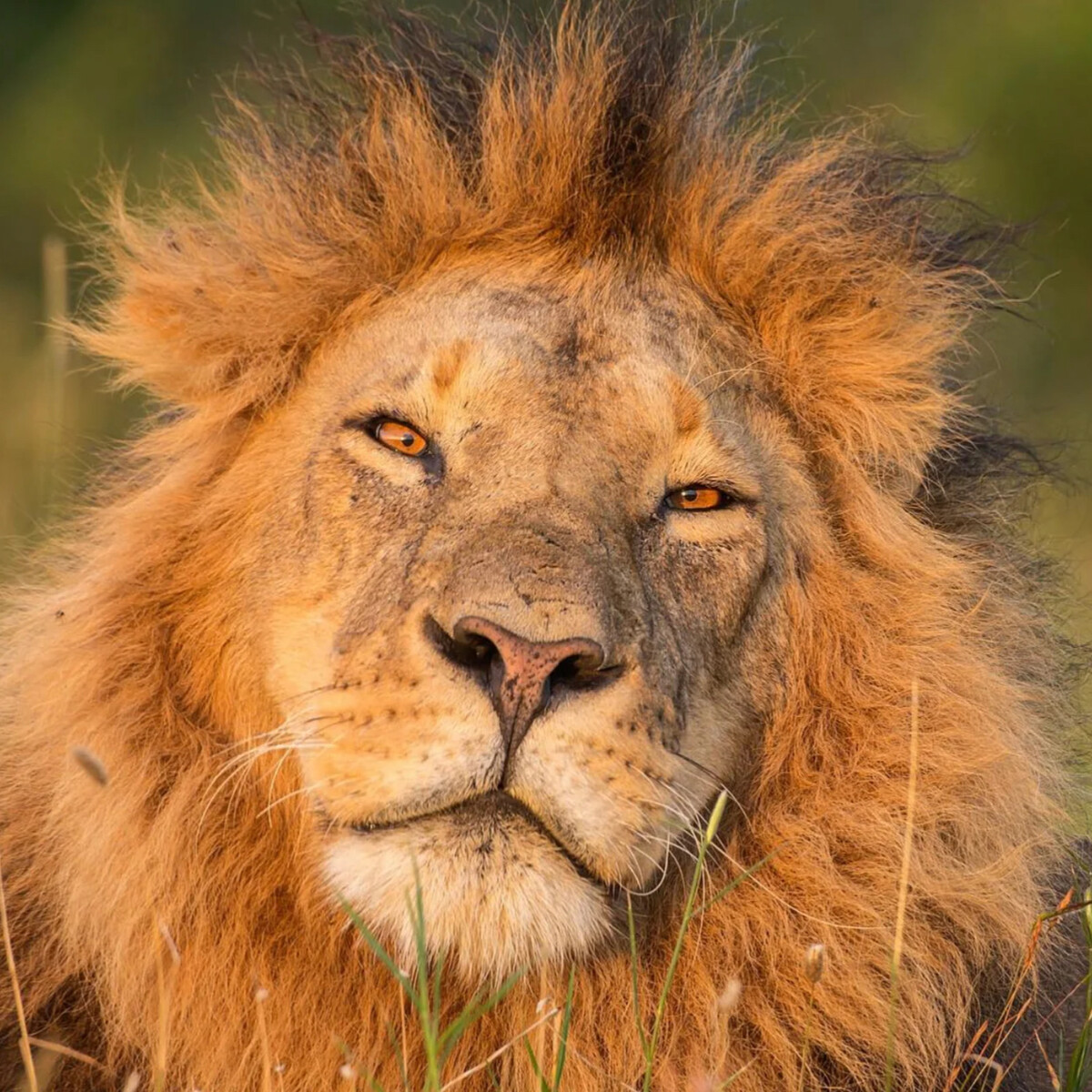 Лев без головы. Грива Льва. Голова Льва с гривой. Лев без гривы. Африканская грива Льва прическа.