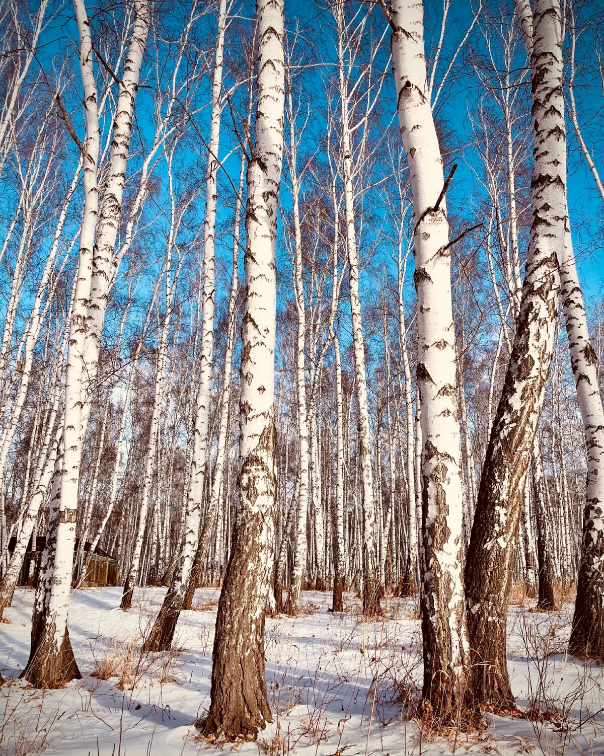 Береза зимой