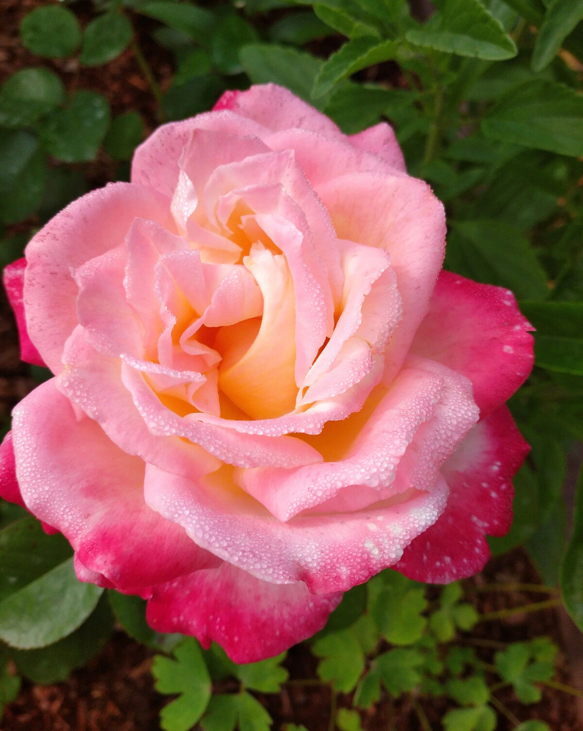Роза чайно-гибридная Пульман Ориент экспресс
