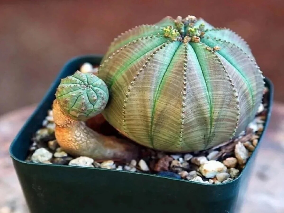 Молочай тучный. Euphorbia obesa/эуфорбия обеса. Суккулент Euphorbia obesa. Молочай obesa. Экзотические домашние растения.