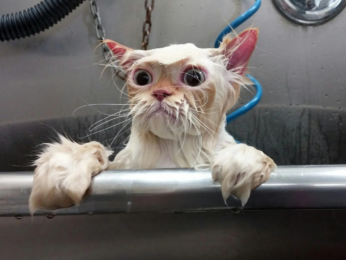 мокрая кошка. мокрый кот. смешной кот. мокрые смешные. мокрая кошка.