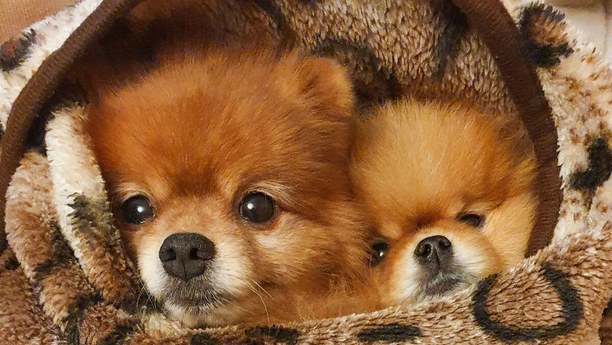 Теле 2 собака. Витрина теле2. +tele2 +бассет. Теле 2 собака. Логотип теле2 картинки.