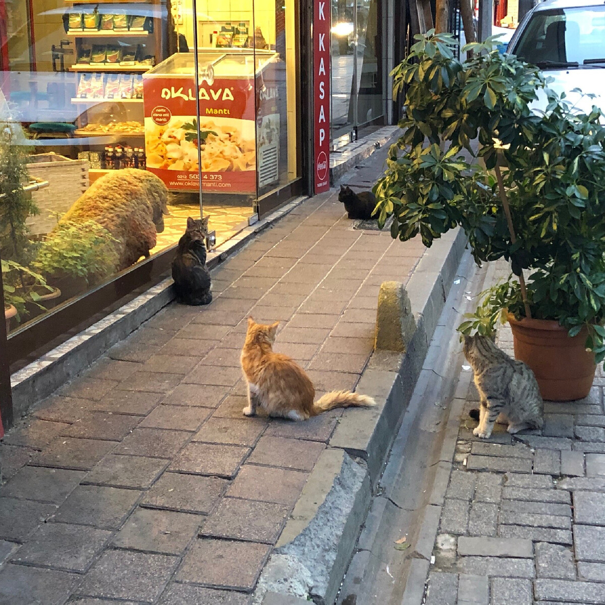 Коты в Стамбуле воеь