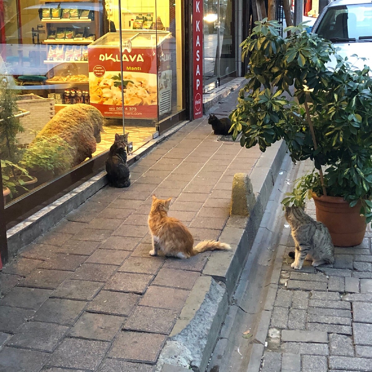 Коты в стамбуле фото