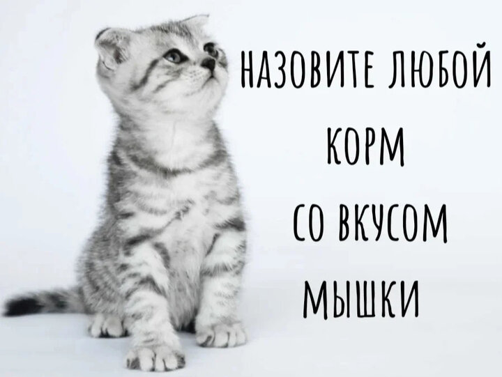 Kitten named