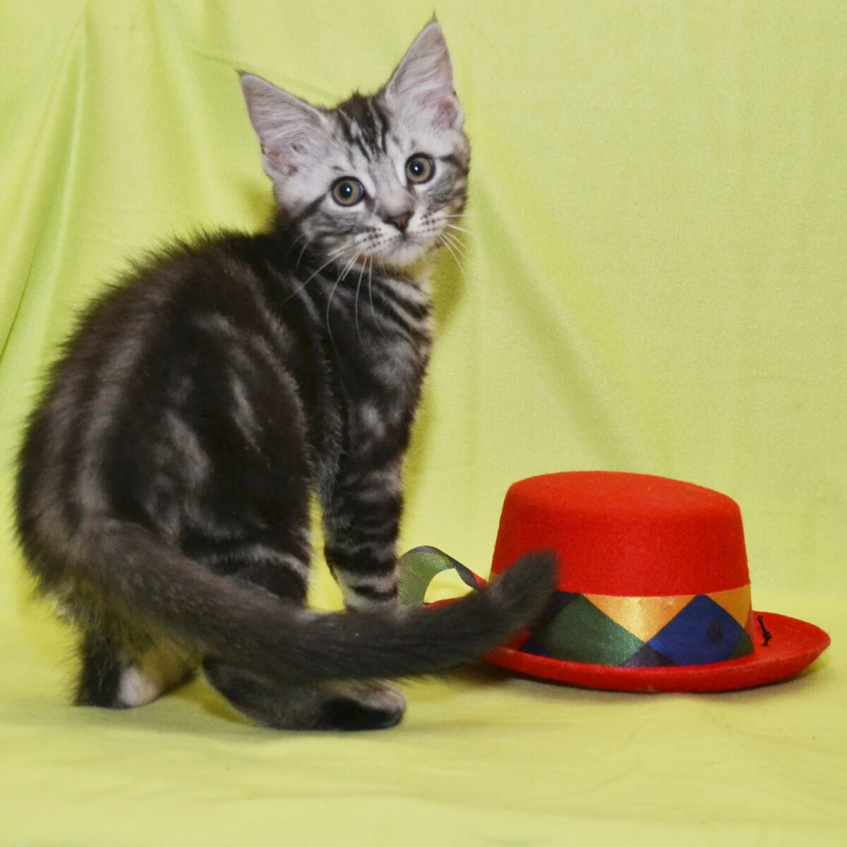 Кот свекрови. Как трудно воспитывать сына. Что самое ценное это общение. Кошка онфагром. Статусы про свекровь.