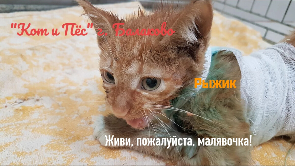 у даши живет кот рыжик