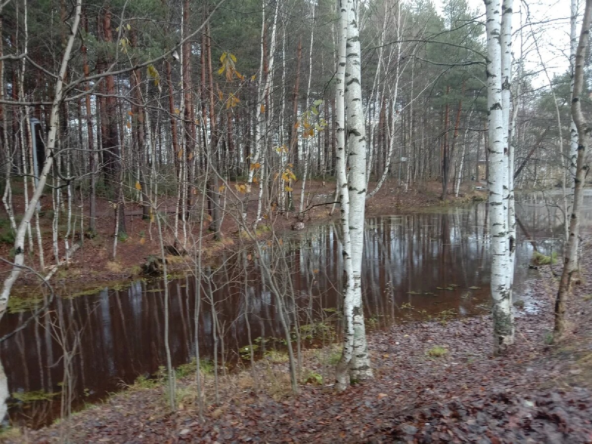 Алёховщина Церковь поздняя осень