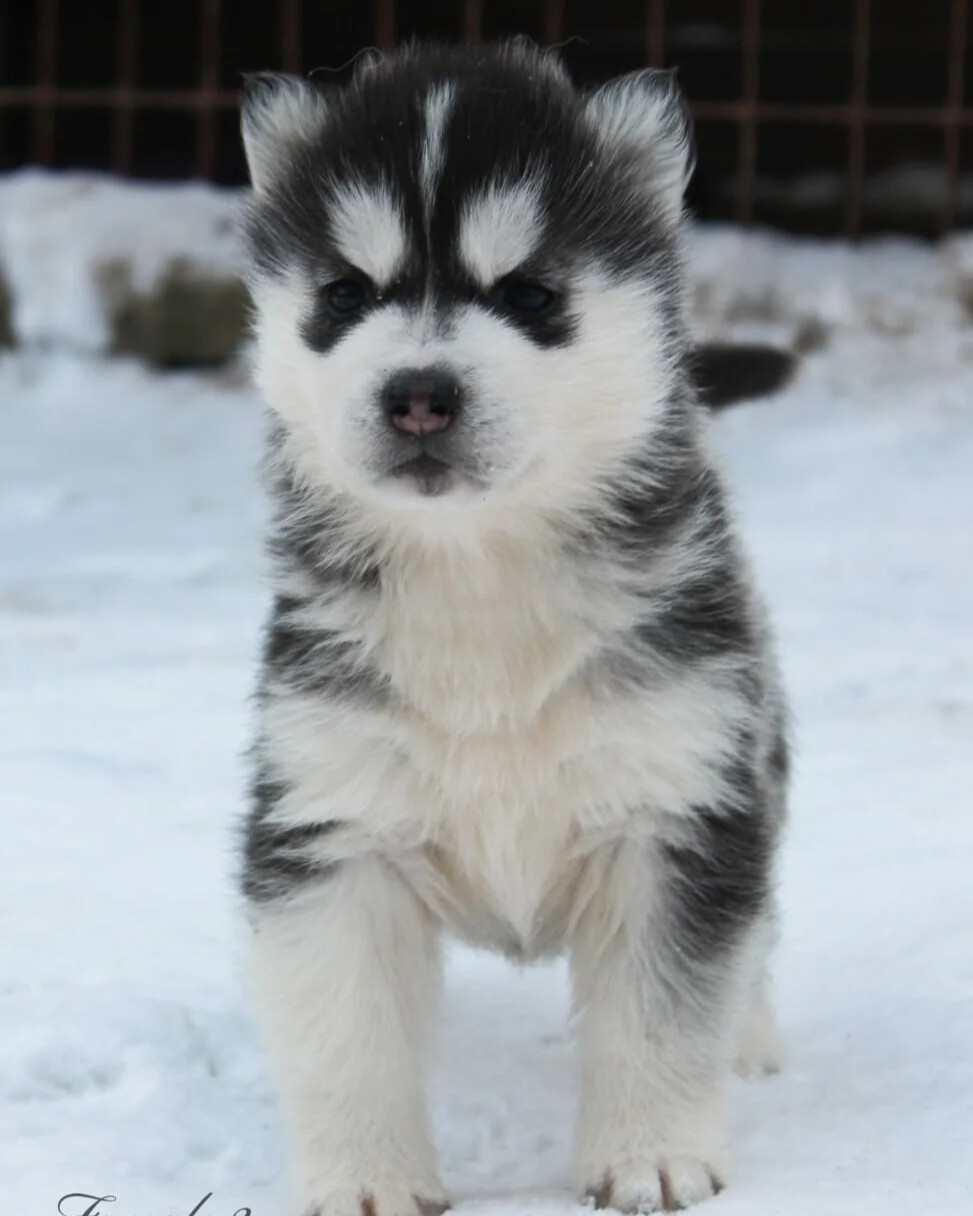 Жизни хаски. Жизнь с 10 хаски. Жизнь с 10 хаски дзен. Husky 10.000