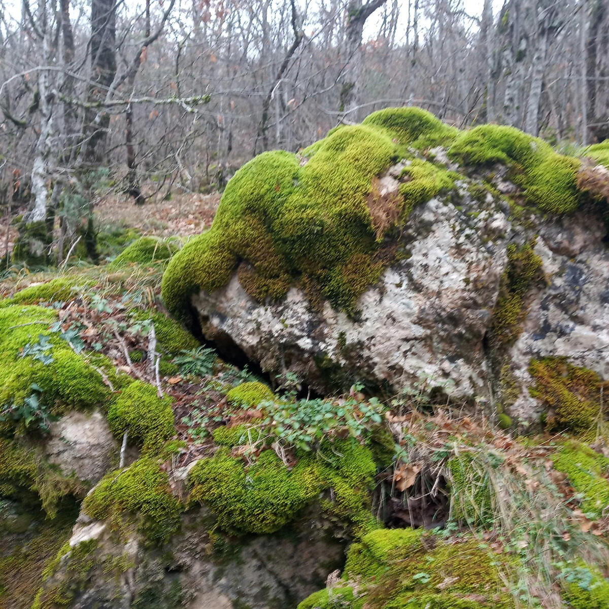 Леса Крыма