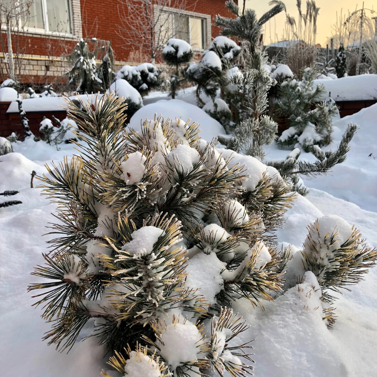 Русинов сад питомник