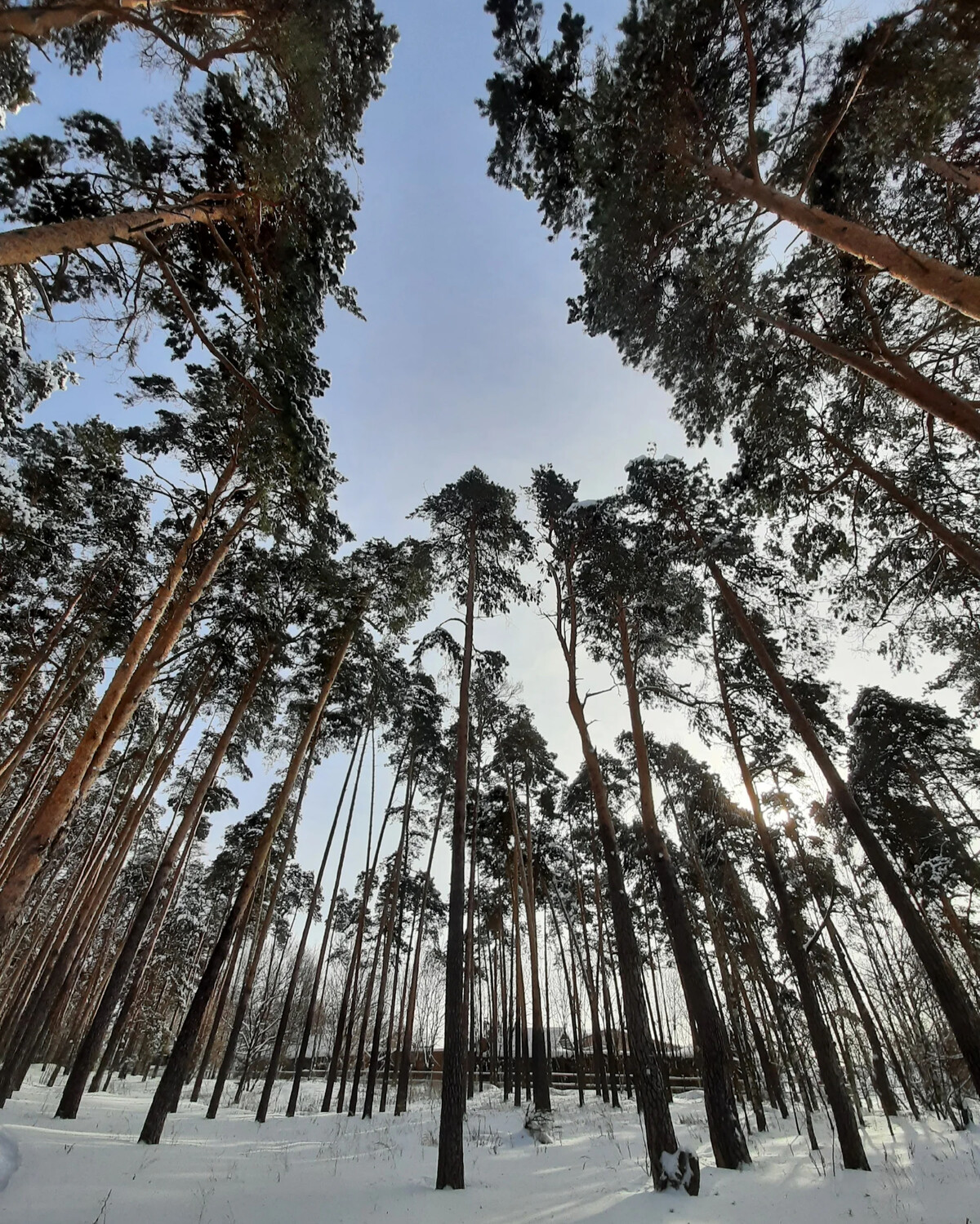 преображенный лес стоял и красовался. леса гродненской области. преображенный лес. природа лес. преображенный лес.