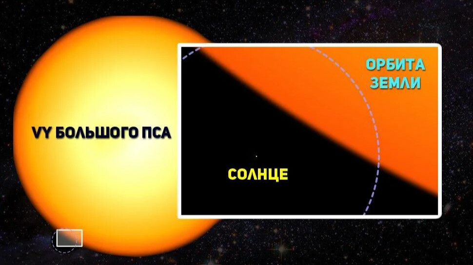 Vy большого пса картинки