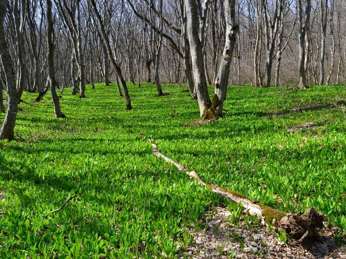 Что такое вегетация деревьев. Суборь лес. Срок вегетации черемши. Медвежий лук на Кавказе. Суборь.
