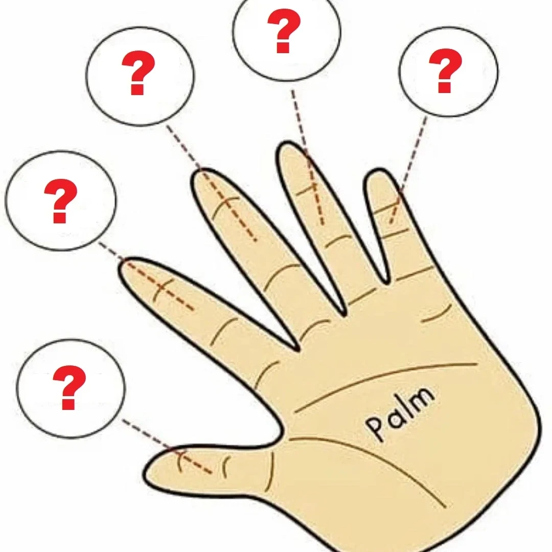 Расположение пальцев на руке название File:Hand index finger  Wikipedia