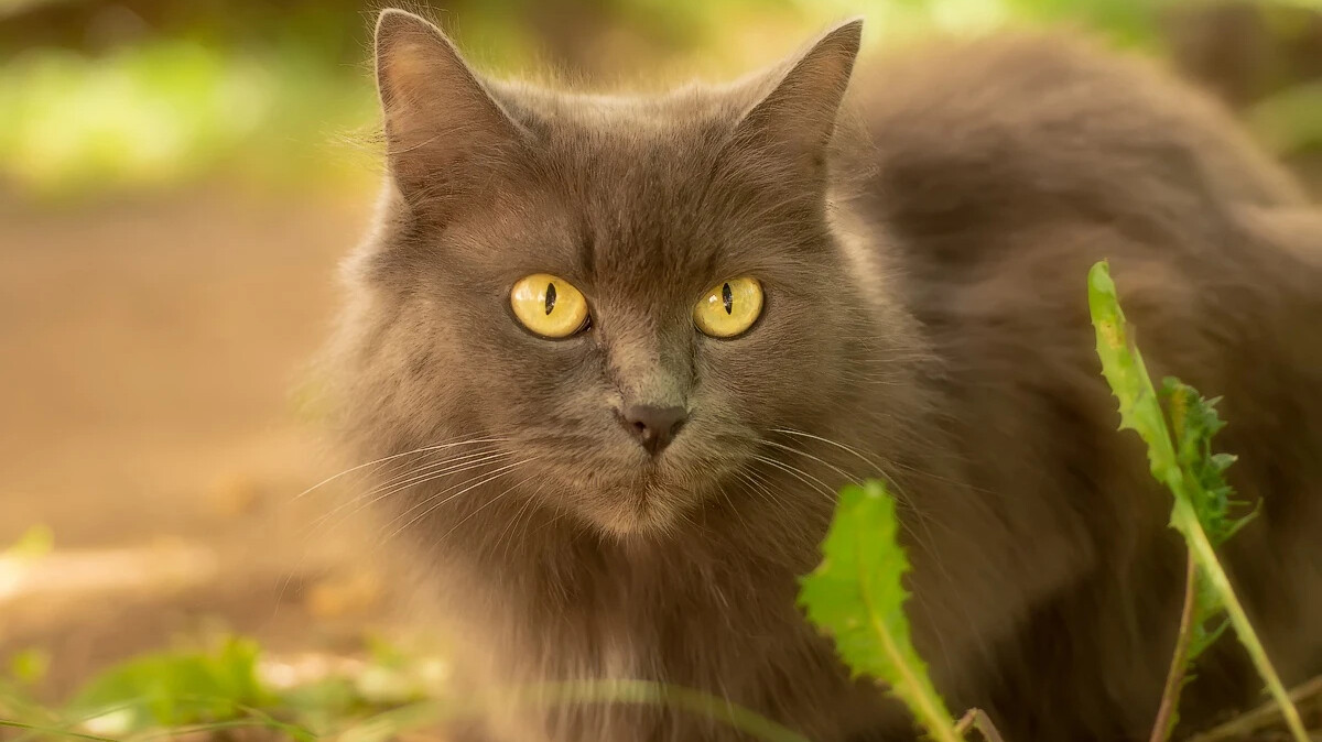 Кот чаща. Кот чаща. Кот чихает. Кот. Кошачья блевотина.