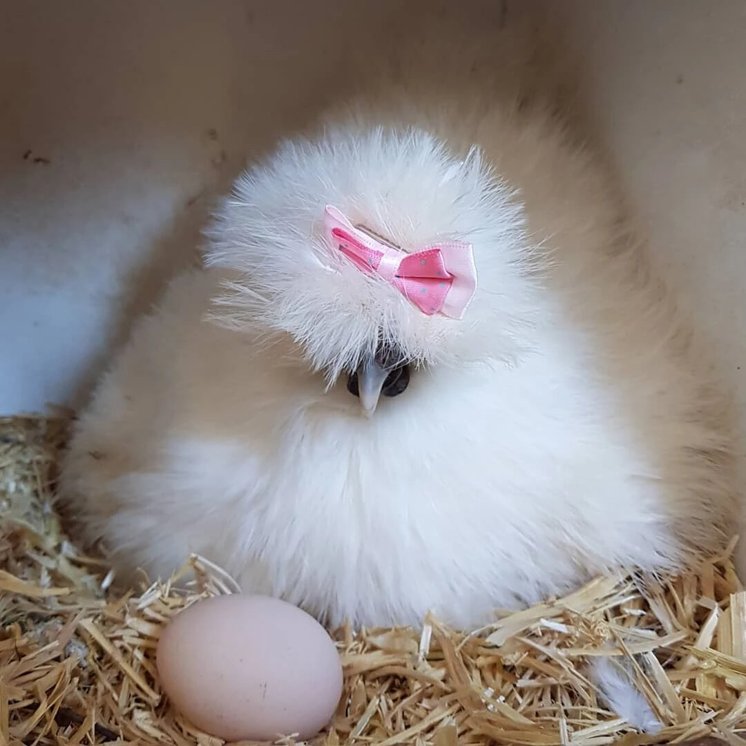 Китайская шелковая курица фото яйца