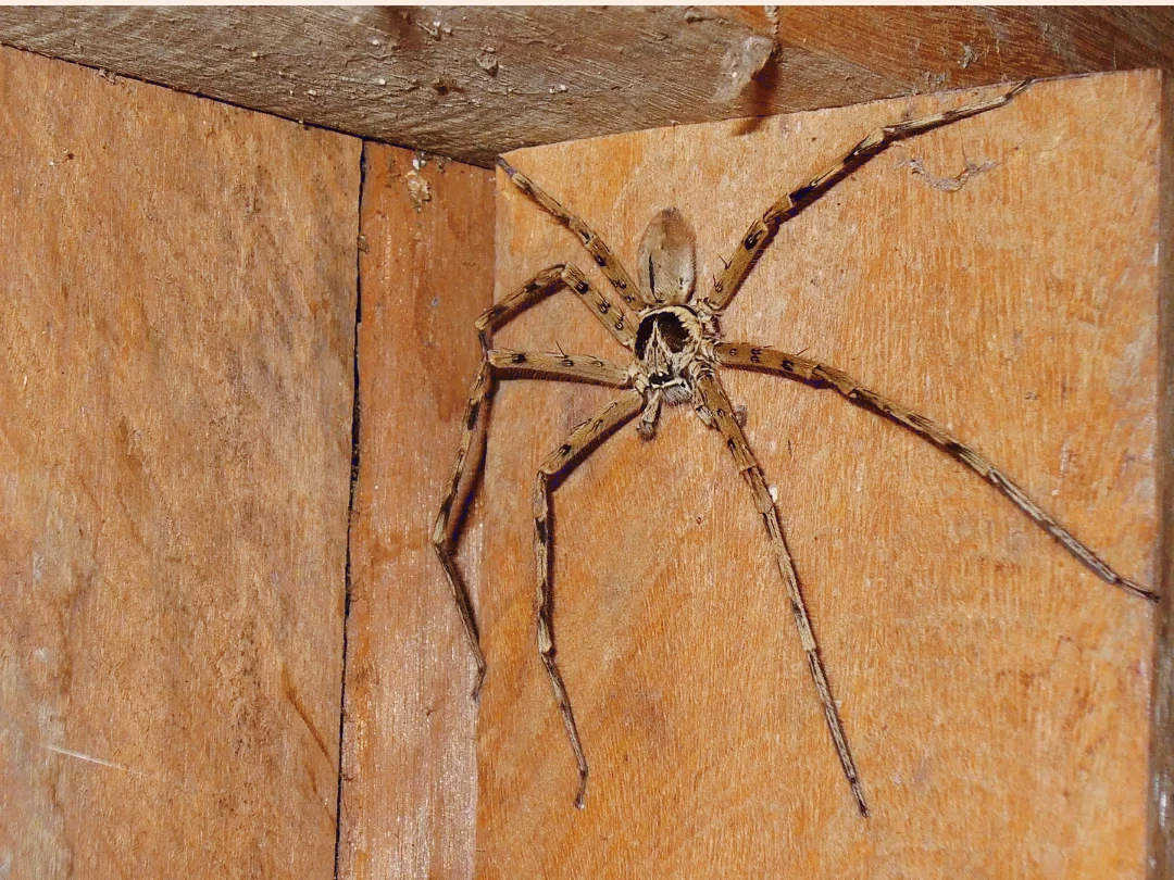 Какие пауки водятся. Гигантский паук-охотник (heteropoda maxima). Heteropoda venatoria паук. Паук птицеед Голиаф. Huntsman Spider паук-охотник.