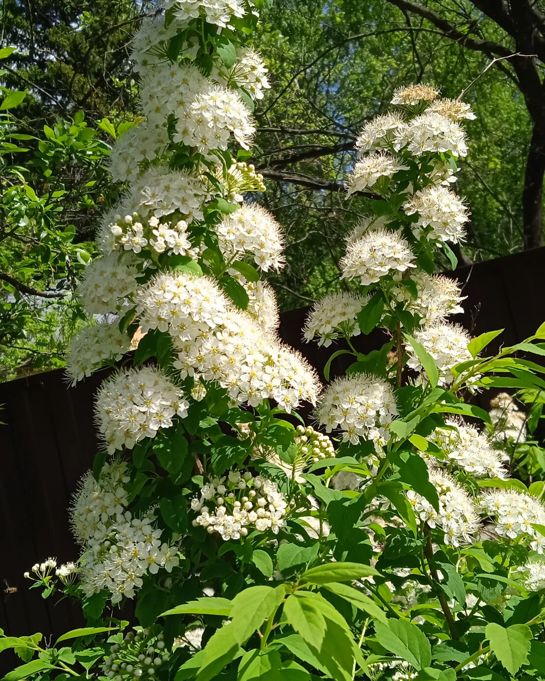 Спирея каскадная