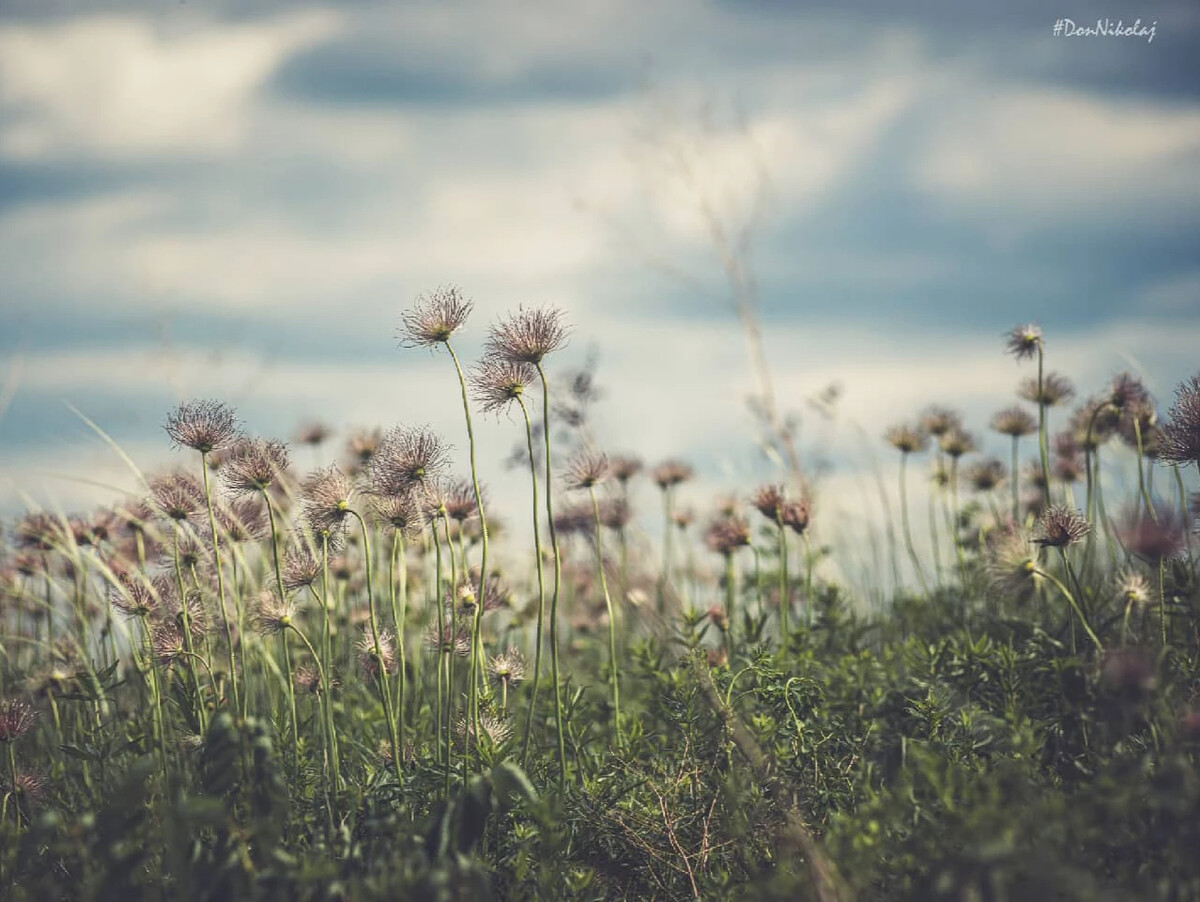 а степная трава пахнет горечью слушать