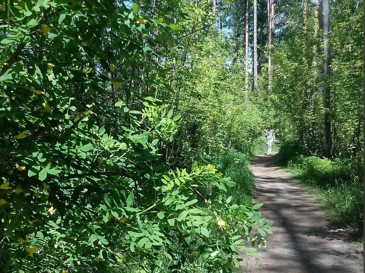 Тропинки Академгородка. Академгородок Новосибирск. Молодые Дубки. Тропа Лесные сказки Челябинск.