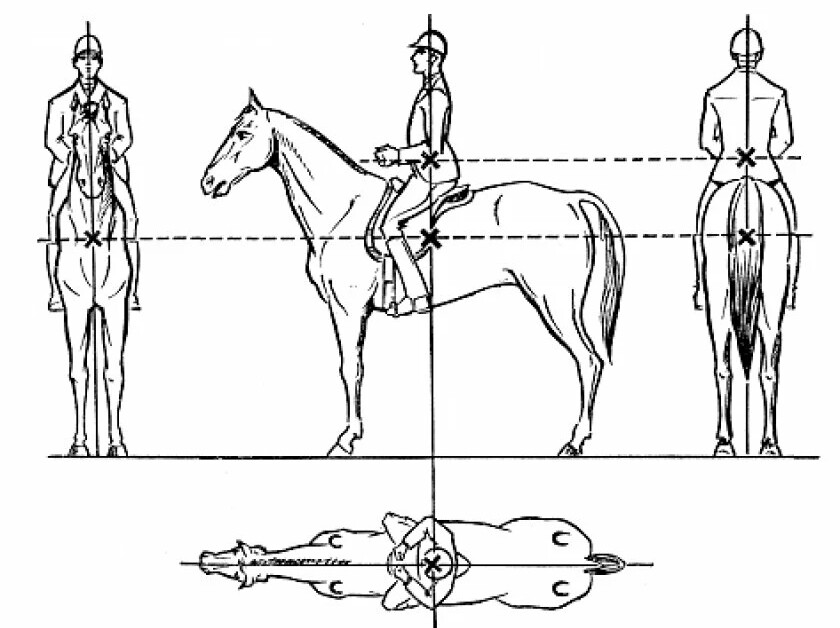 Лошадь сидит рисунок