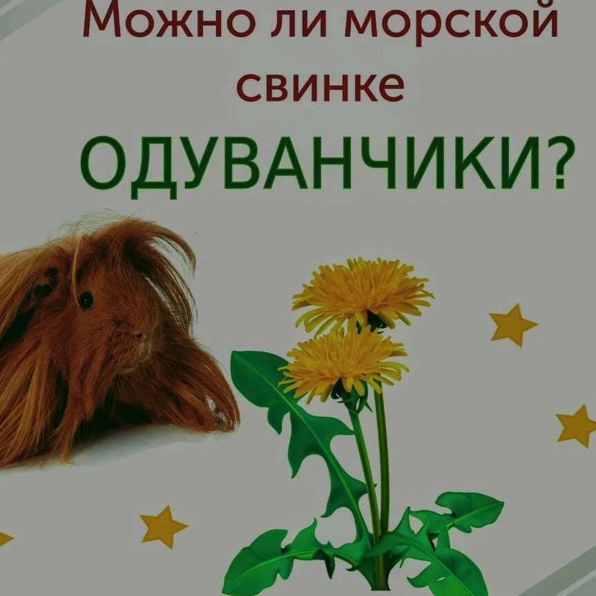 Можно ли свинкам одуванчики. Морская Свинка с одуванчиком. Можно давать морским свинкам одуванчики.