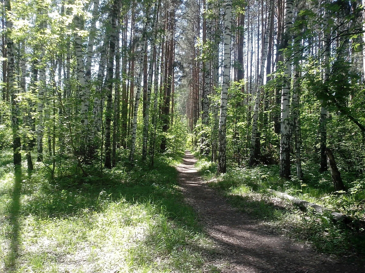 Березки дубки. Лагерь дубки березка оренбург. Лагерь берёзка барнаул. Академгородок новосибирск. Берёзки оренбург лагерь 2022.