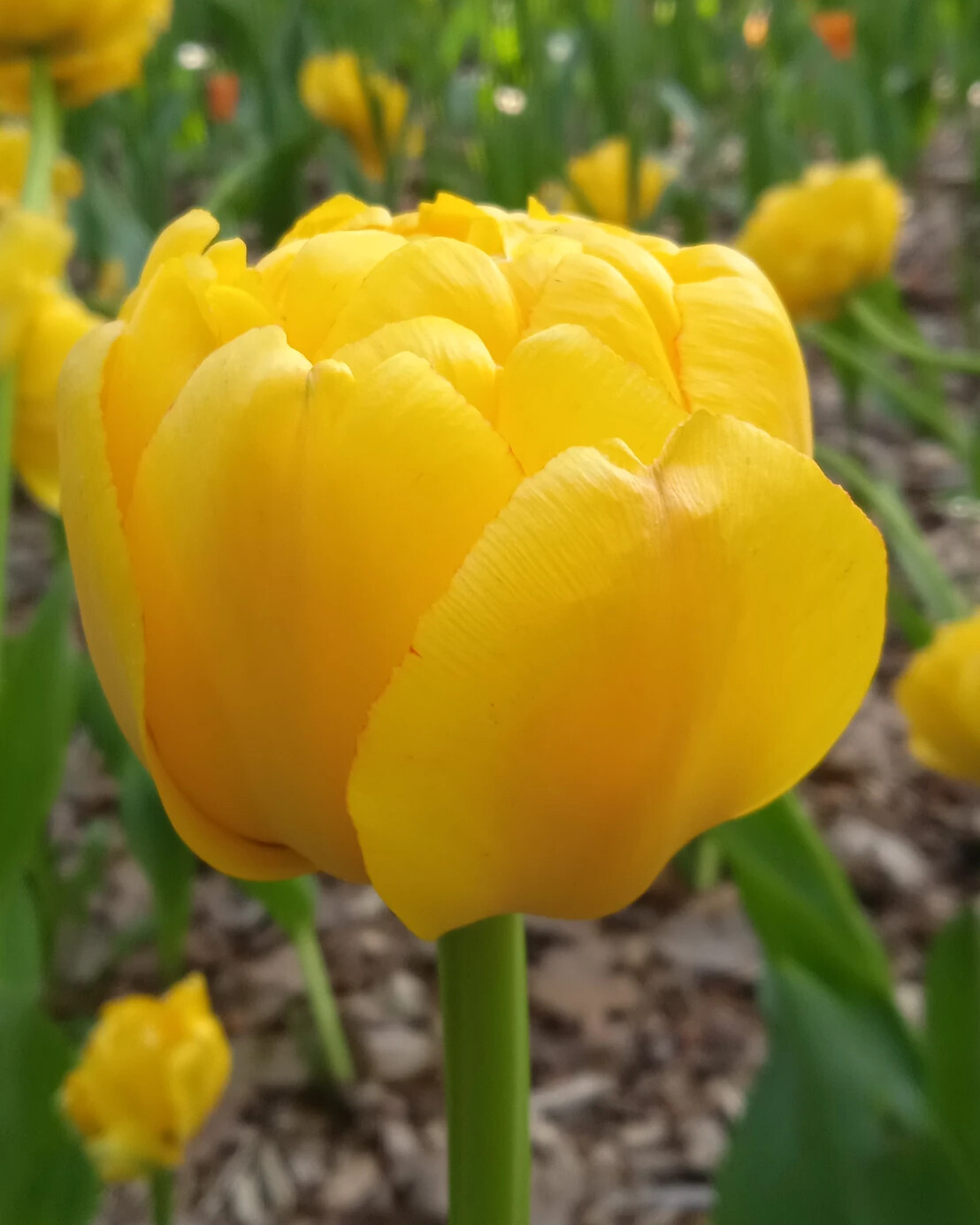 Тюльпаны желтые низкорослые