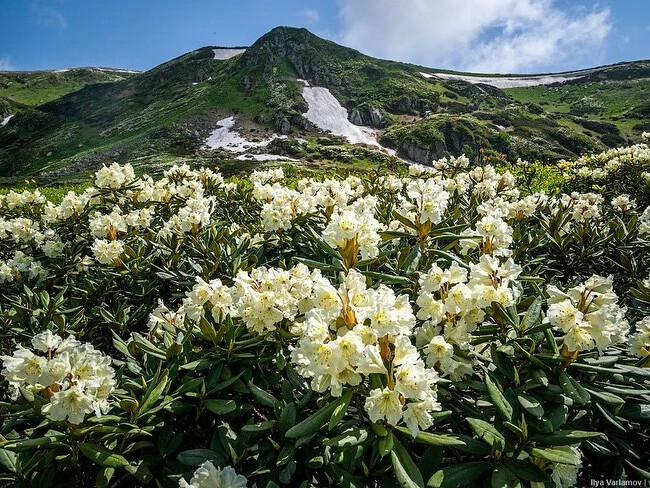 Рододендрон сочи фото