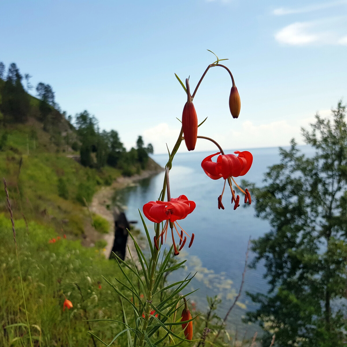 саранки фото цветов