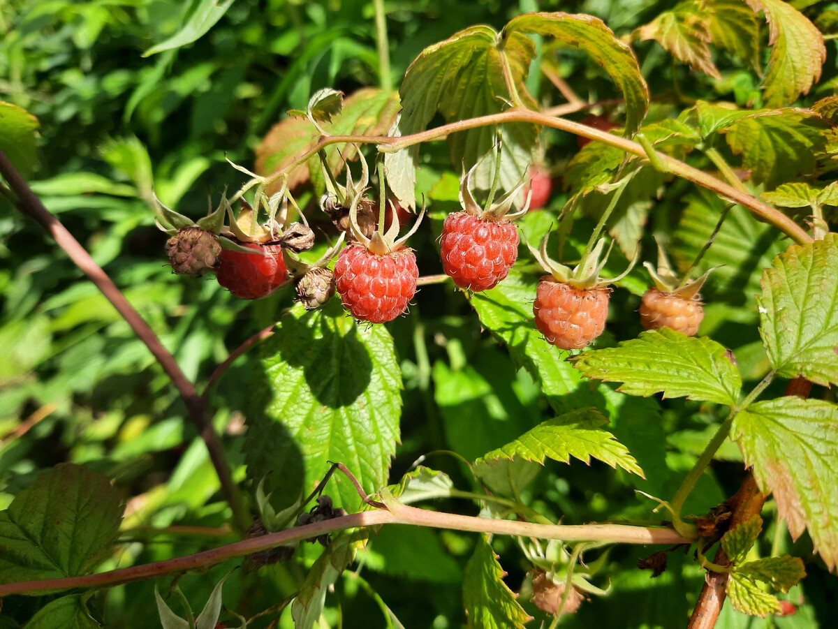 Дика малина. Махровость малины. Малина Дикая Лесная. Малина Лесная -Rubus idaeus. Лесная малина Приморье.