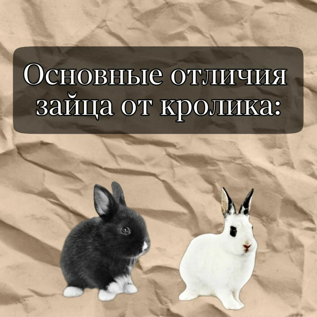 Интересные факты о кроликах. Цитаты про кролика с часами. Какие отличия кролика от зайца. Китайский стих про кролика. Что человек получает от кролика