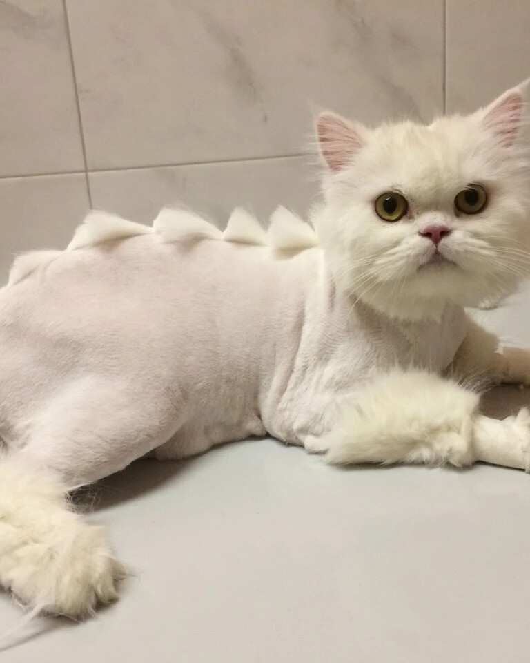 Как красиво подстричь кота фото