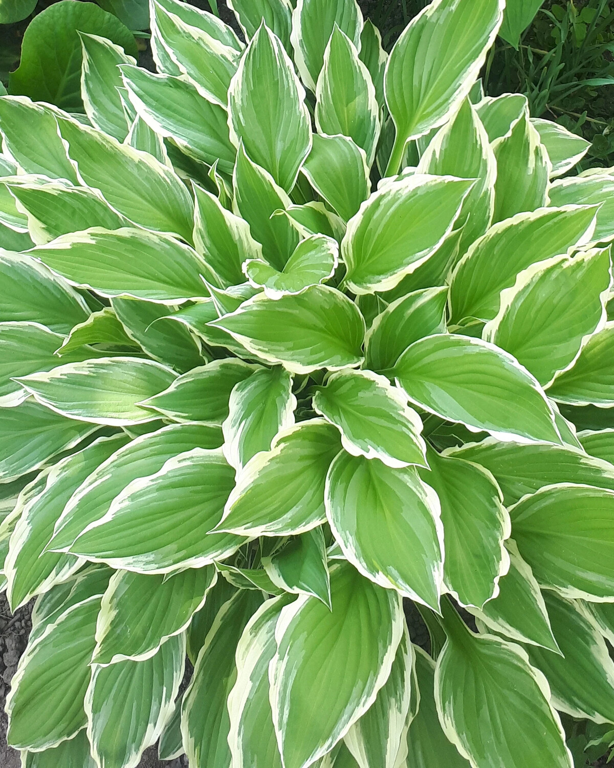 Хоста альбомаргината фото. Хоста белоокаймленная (Hosta albomarginata). Хоста Вайд Брим. Хоста белоокаймленная миксбордер. Хоста белоокаймленная фото.