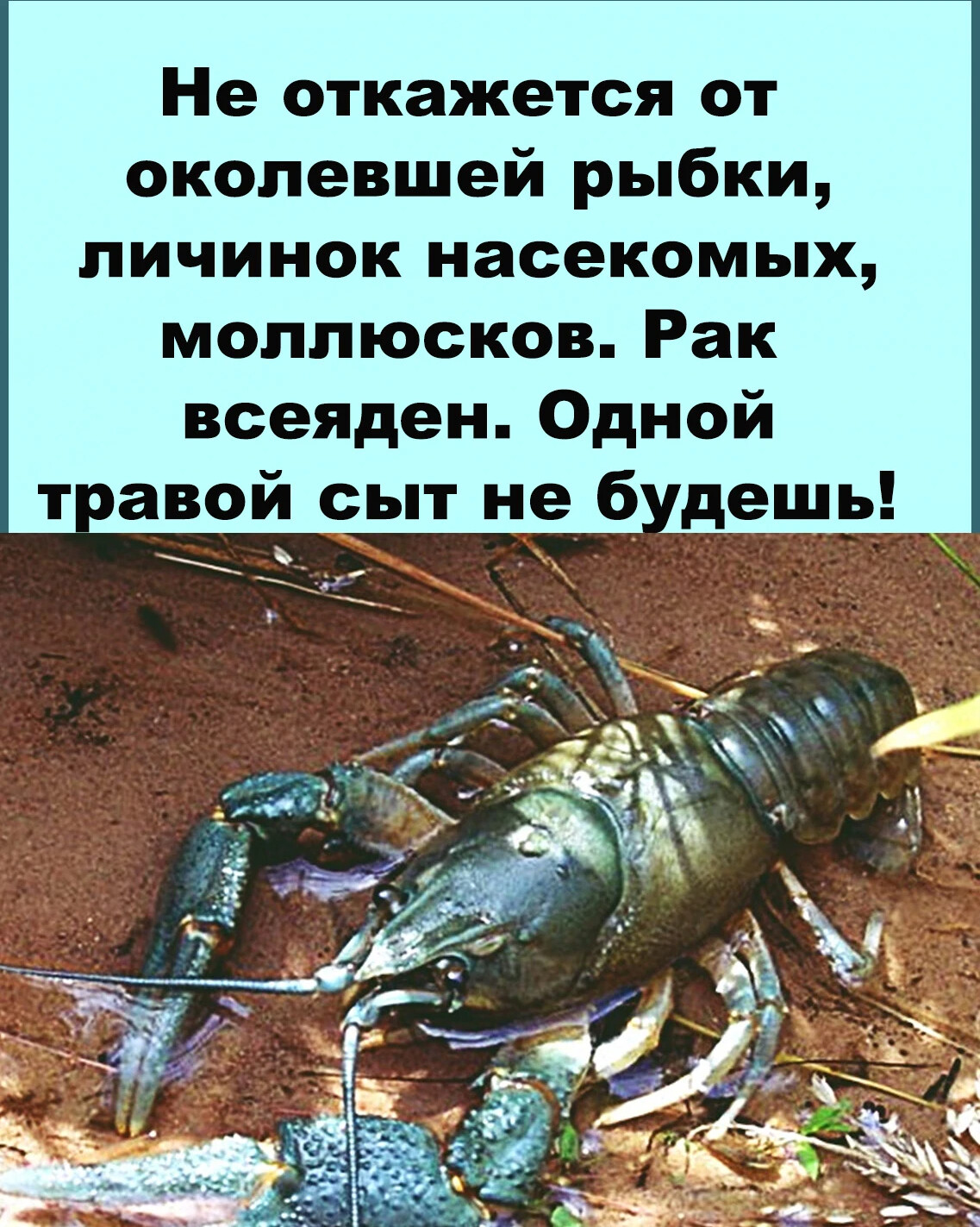 Широкопалый рак. Широкопалый Речной. Potamobius Astacus. Широкопалый Речной ралобстер.