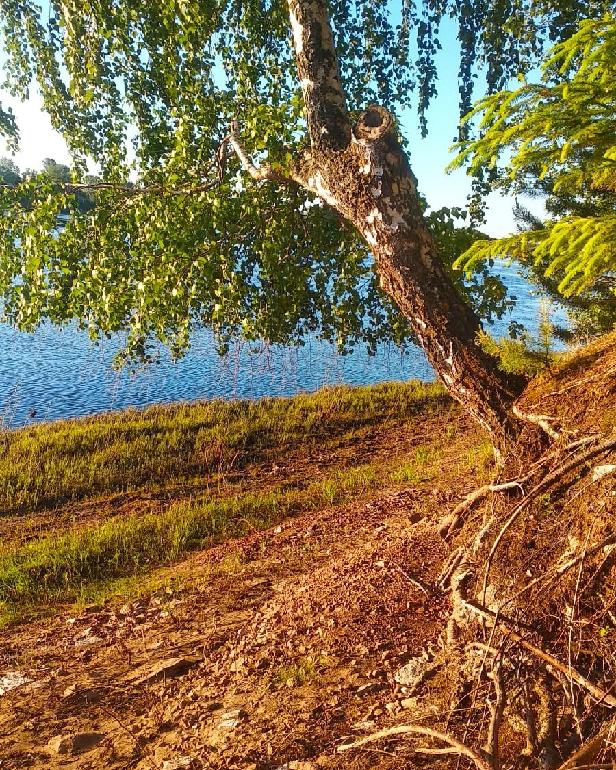 Лесная красота.