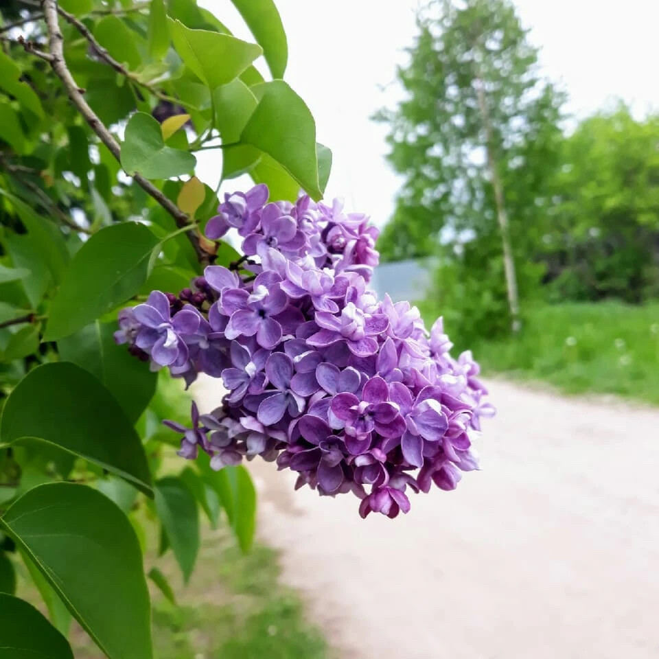 Сирень Вильгельм Пфитцер