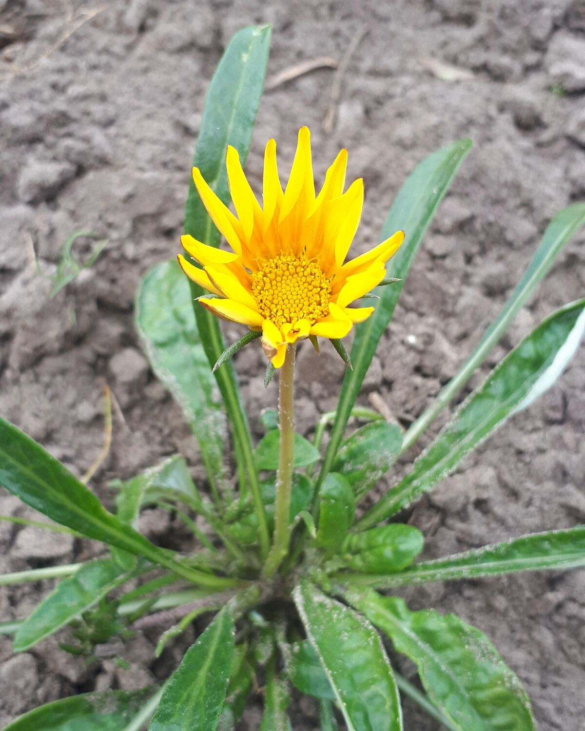 Gazania krebsiana