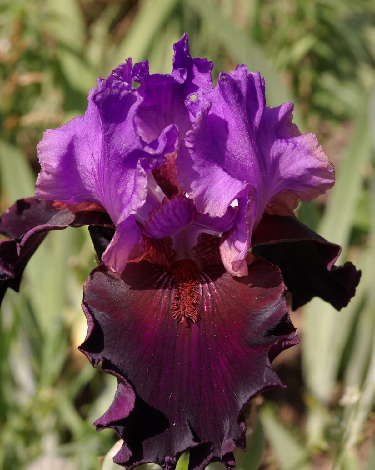 Ирис girls got rhythm. Ирис jamaica me crazy. Ирис-ми-120-400в-5а-220вrs-11. Ирис-ми-120-100v-5-220v-rs-11. Ирис i feel lucky.