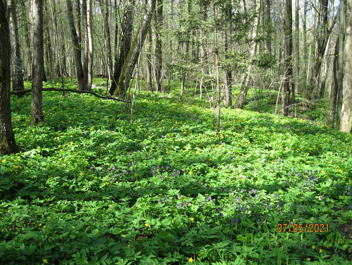 Лес Адыгея весной