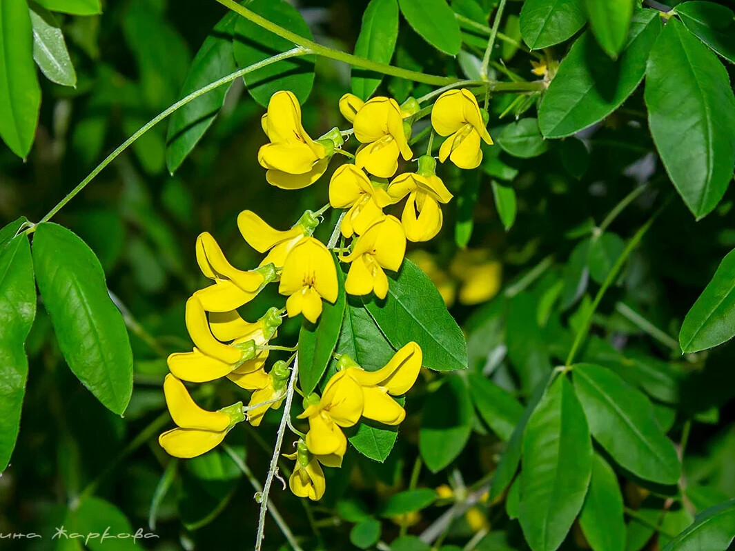 Цветущая акация желтая. Акация Карагана. Карагана древовидная (Caragana arborescens). Трехлистная Акация. Акация Уссурийская.