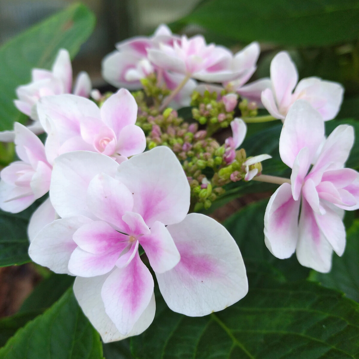 Гортензия Star Rose