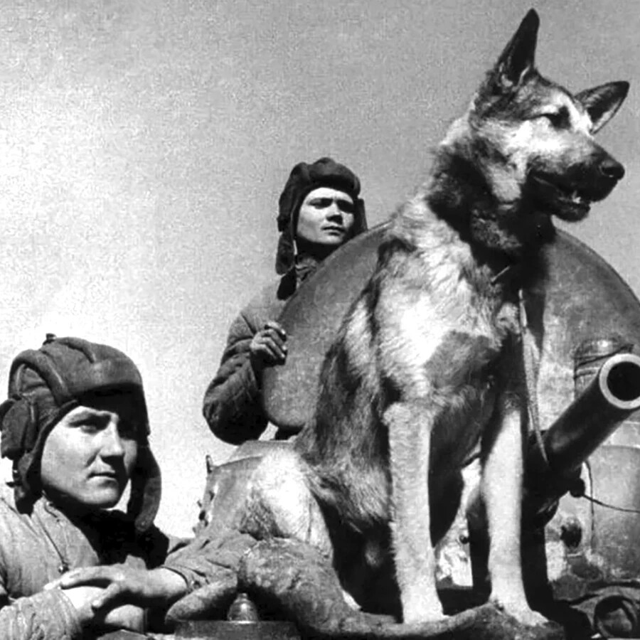 Животные герои вов картинки