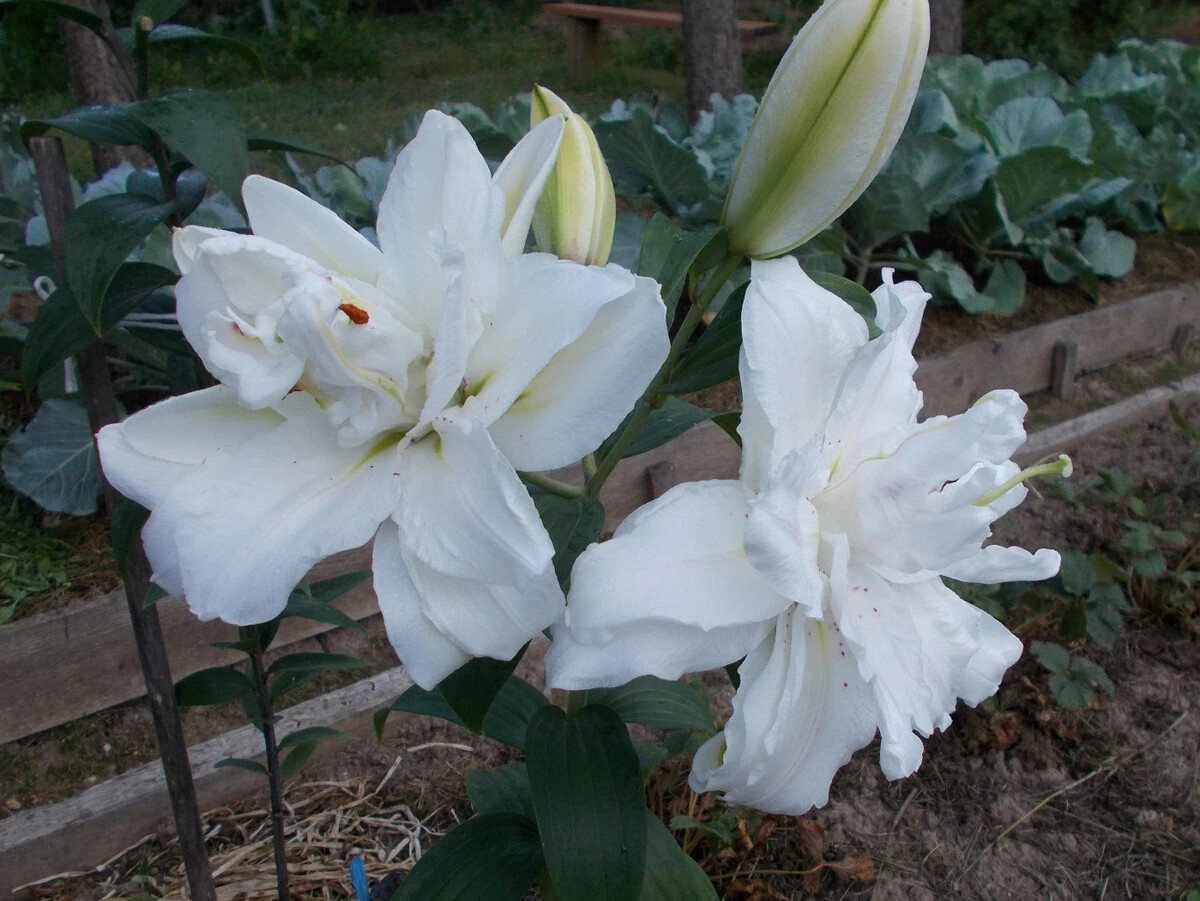 Лилия Empress