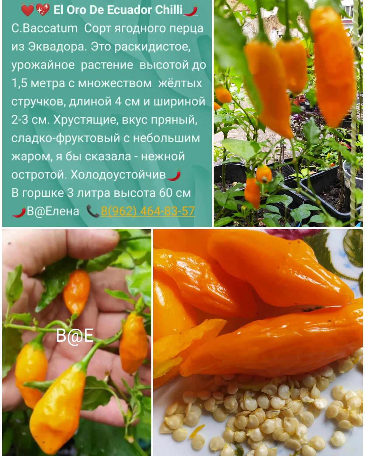 Перец ягодный баккатум кап 455