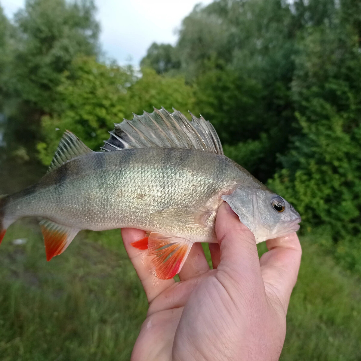 Красный речной окунь