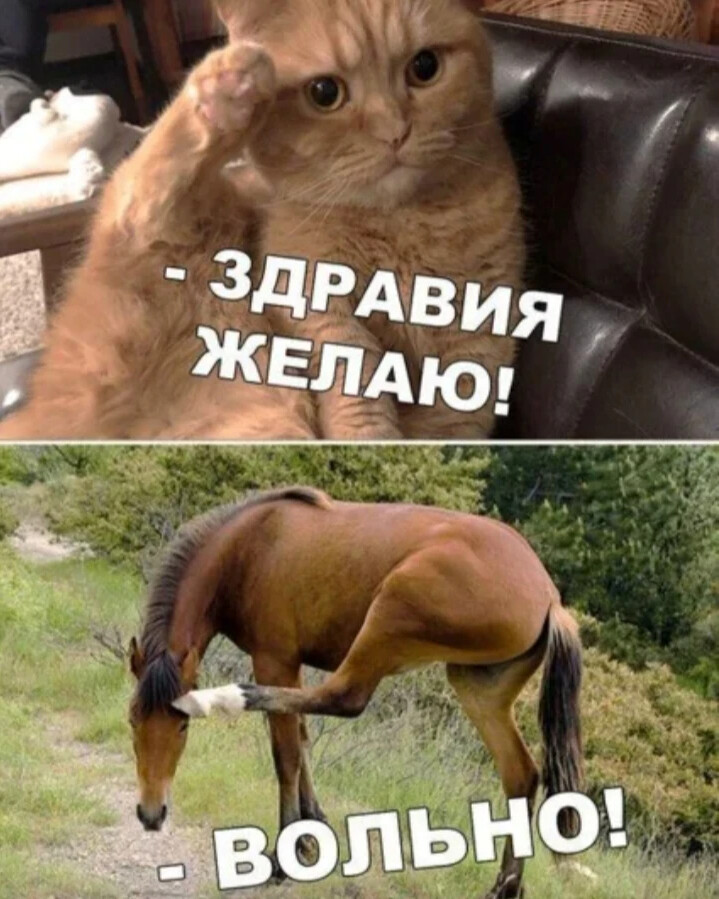 здравия желаю. как отвечать на здравия желаю. здравия желаю мем. здравия желаю товарищи бойцы. представление команды на конкурсе.