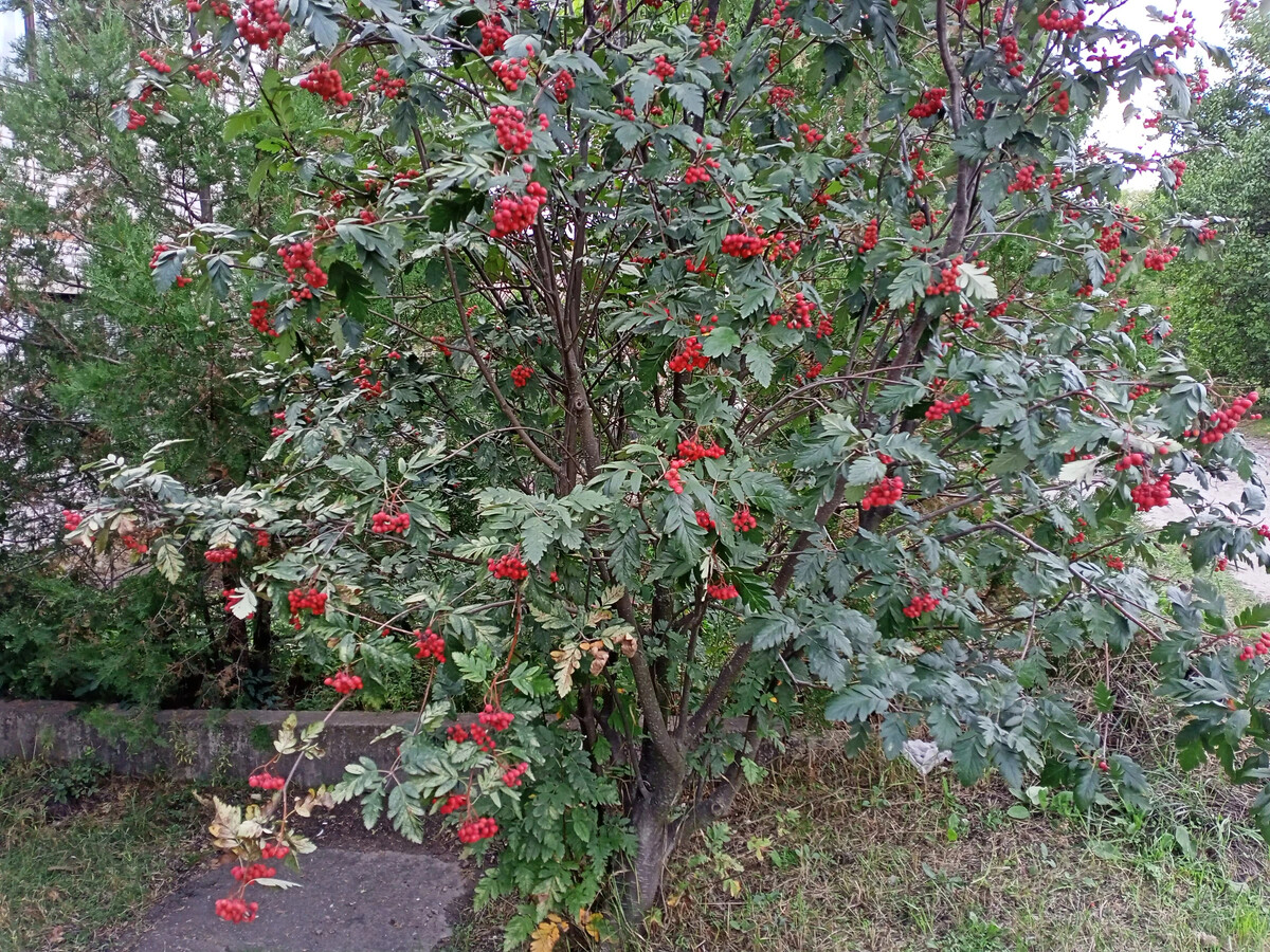 Рябина сахарная Петрова