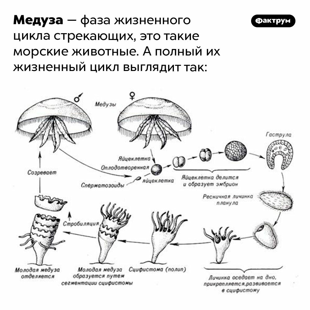 Стадия жизненного цикла медузы. Жизненный цикл сцифоидных медуз схема. Размножение сцифоидных медуз схема. Цикл развития сцифоидной медузы.